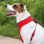 KONG Comfort Dog Harness – Red Medium Adjustable Padded Fit